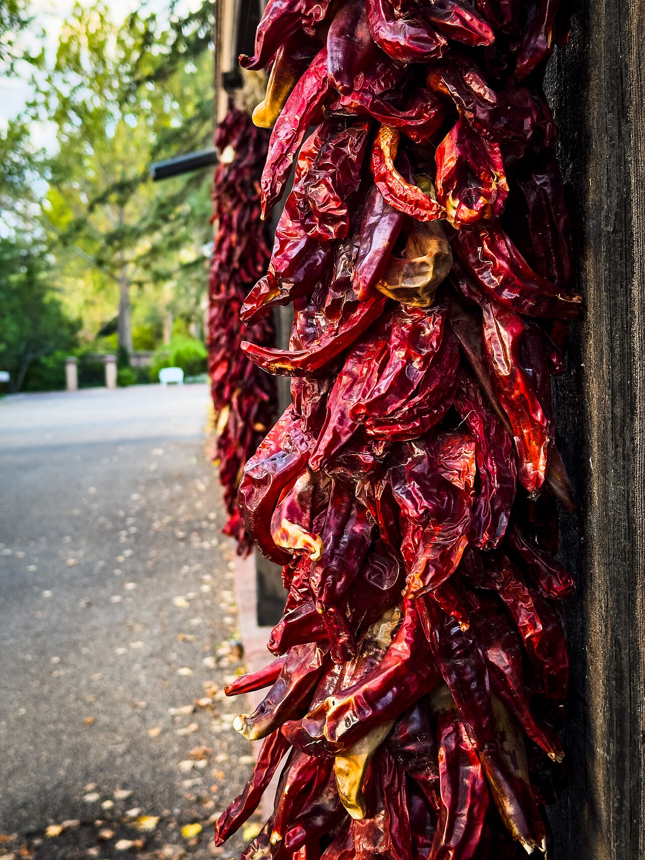 Archaeological evidence suggests chile domestication began around 7500 BCE in Mexico—making it one of the oldest cultivated crops in the Americas.